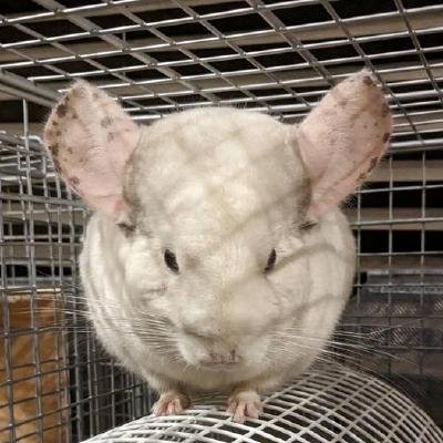CyberChilla